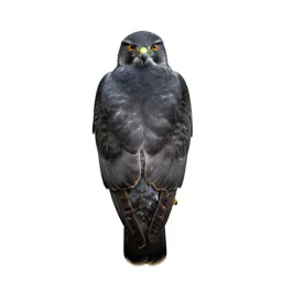 Goshawk