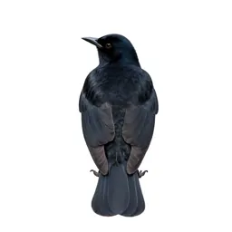 Grackle