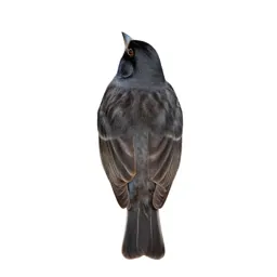 Grassfinch