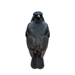 Great bowerbird