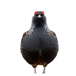 Greater prairie chicken