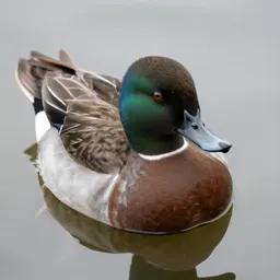 Greater scaup