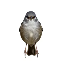 Greater whitethroat