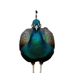 Green peafowl