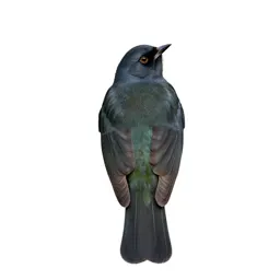 Green-tailed towhee