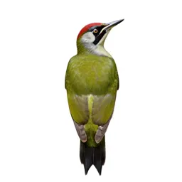 Green woodpecker