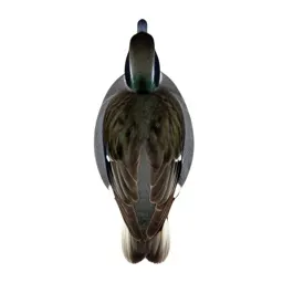 Greenwing