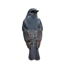 Grey kingbird