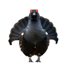 Greyhen