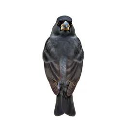 Grosbeak