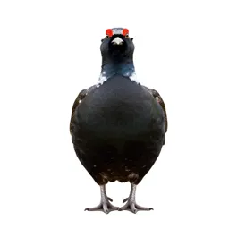 Grouse