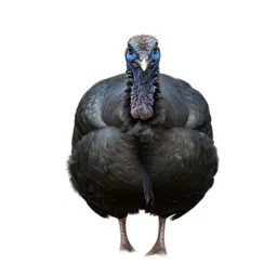 Guan