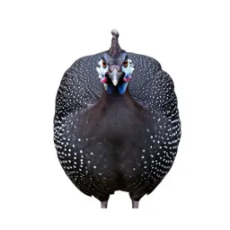 Guinea fowl