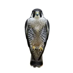 Gyrfalcon