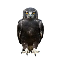 Harpy