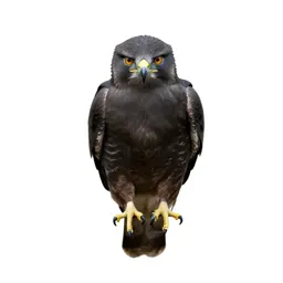 Harrier eagle