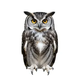 Hawk owl