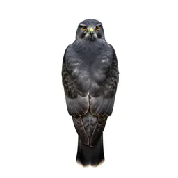 Hawk
