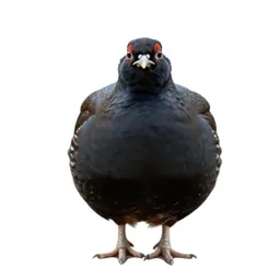 Heath hen