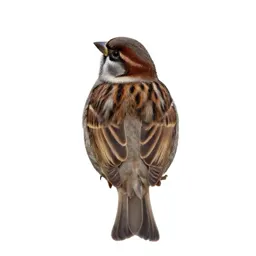 Hedge sparrow