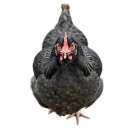 Hen