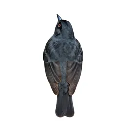 Hepatic tanager