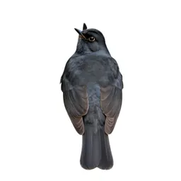 Hermit thrush