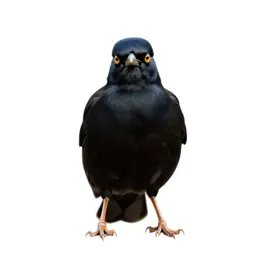 Hill myna