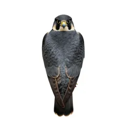Hobby