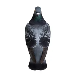 Homing pigeon