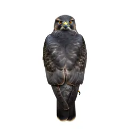 Honey buzzard