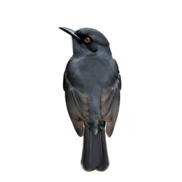 Honey eater