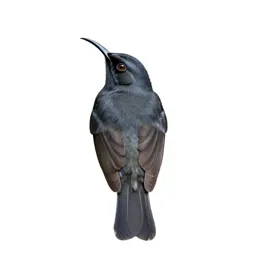 Honeycreeper