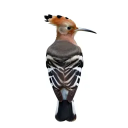 Hoopoe