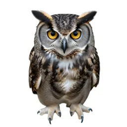 Horned owl