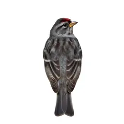 House finch
