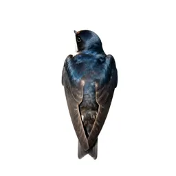 House martin
