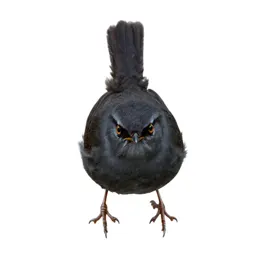 House wren