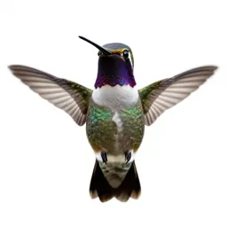 Hummingbird