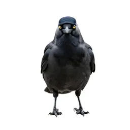 Jackdaw