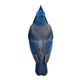Jay