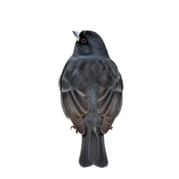 Junco