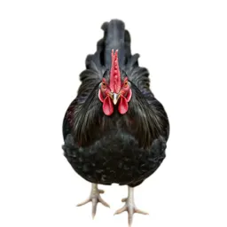 Jungle cock