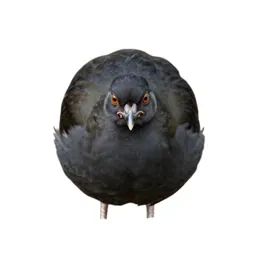 Jungle fowl