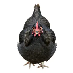Jungle hen