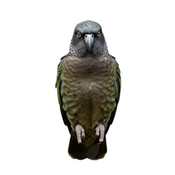 Kea