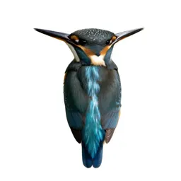 Kingfisher