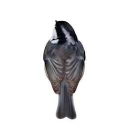Kinglet
