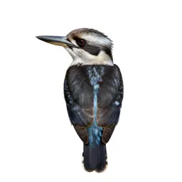 Kookaburra