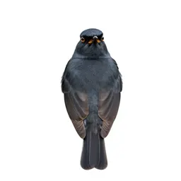 Lark